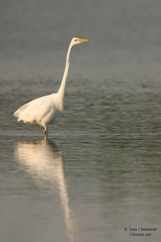 Grande Aigrette