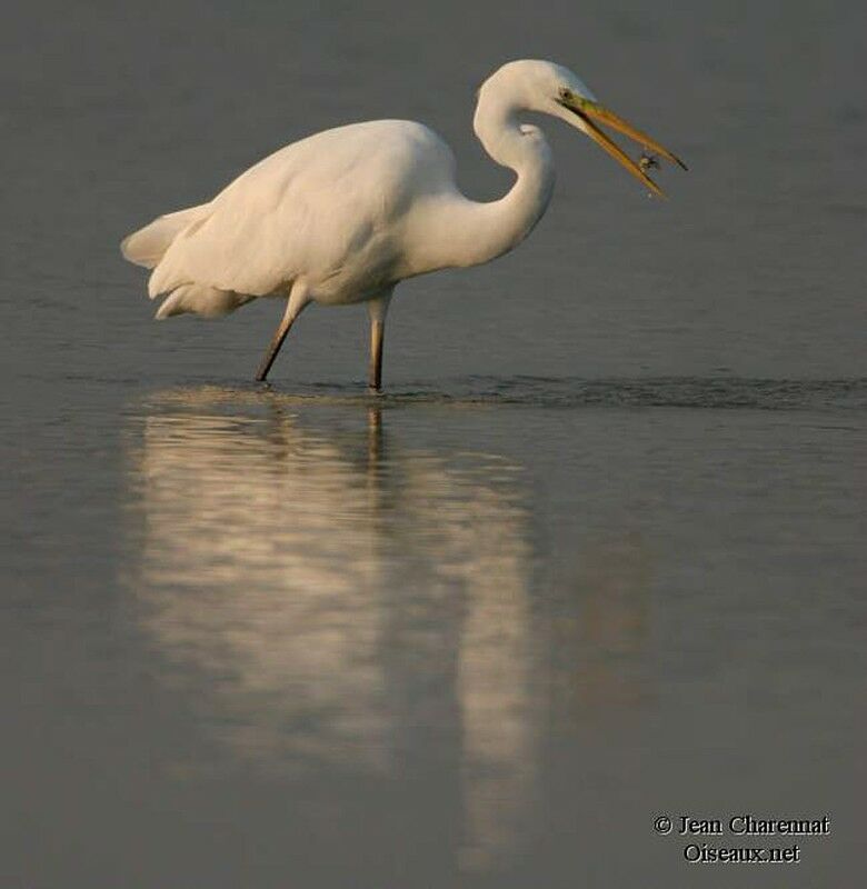 Great Egret