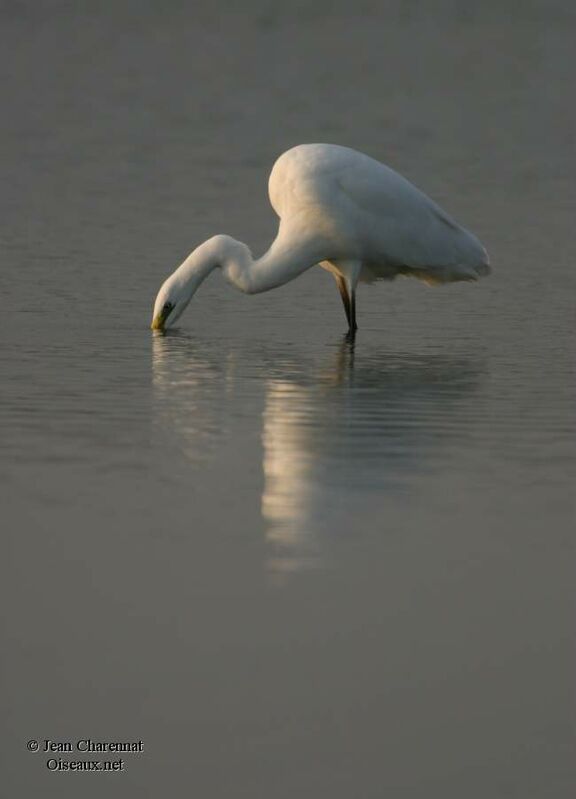 Grande Aigrette