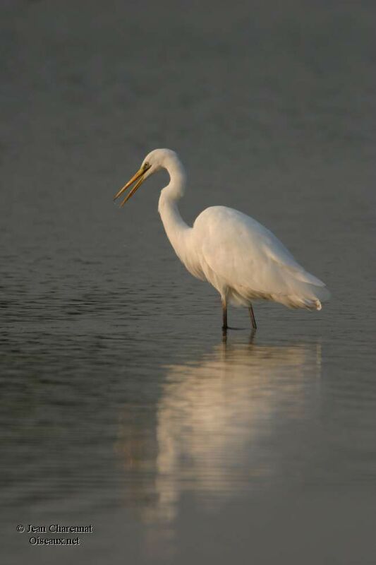 Grande Aigrette