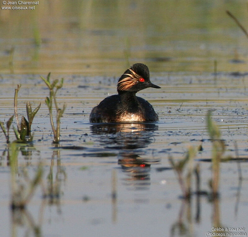 Black-necked Grebe