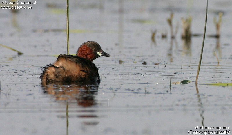 Little Grebe