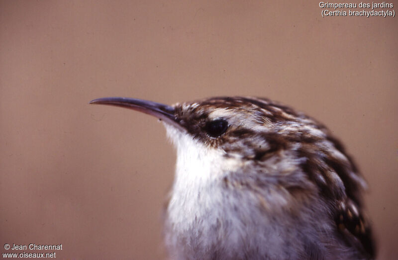 Short-toed Treecreeper