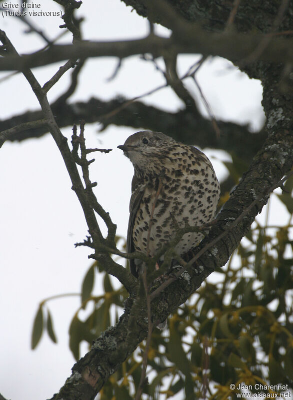 Mistle Thrush