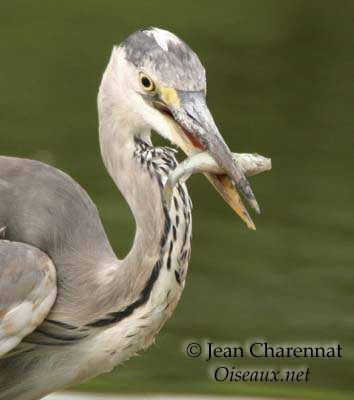 Grey Heron