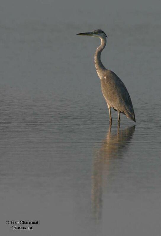 Grey Heron