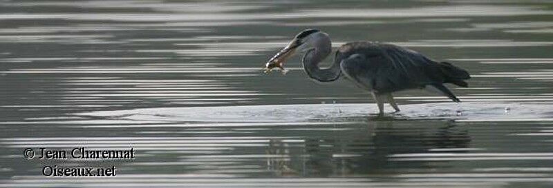 Grey Heron