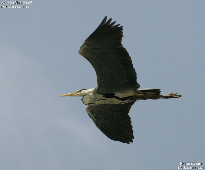 Grey Heron