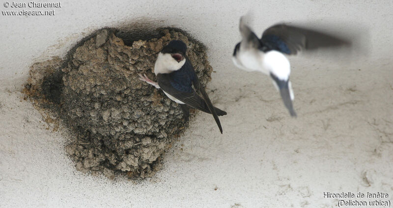 Western House Martin