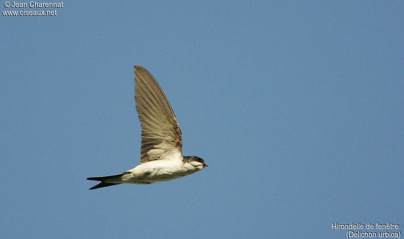 Western House Martin