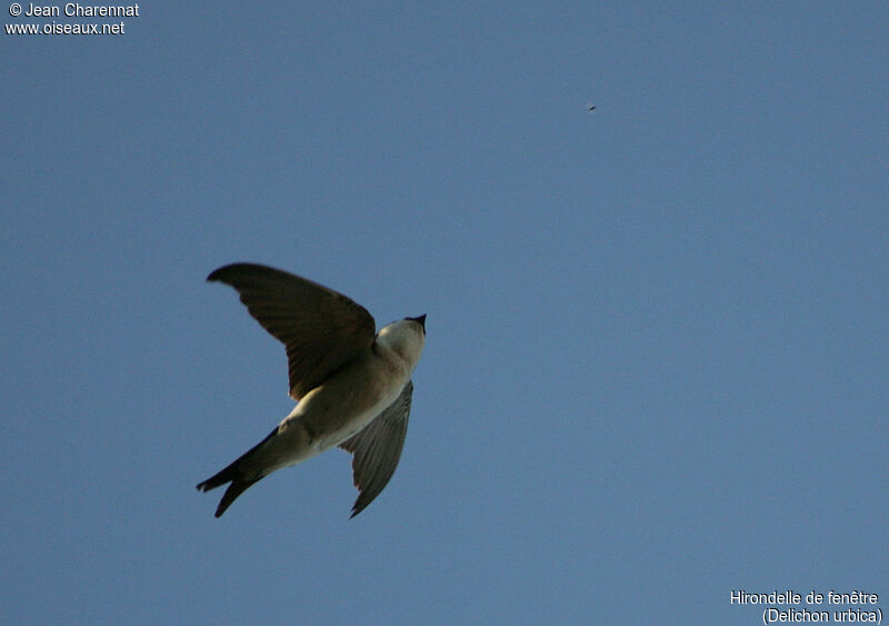 Western House Martin