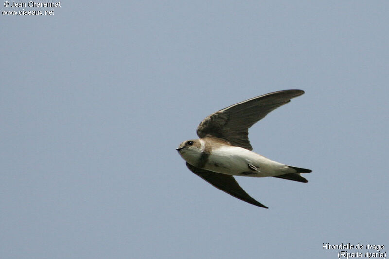 Sand Martin