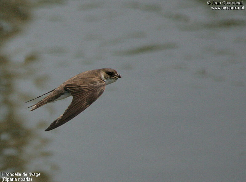 Sand Martin