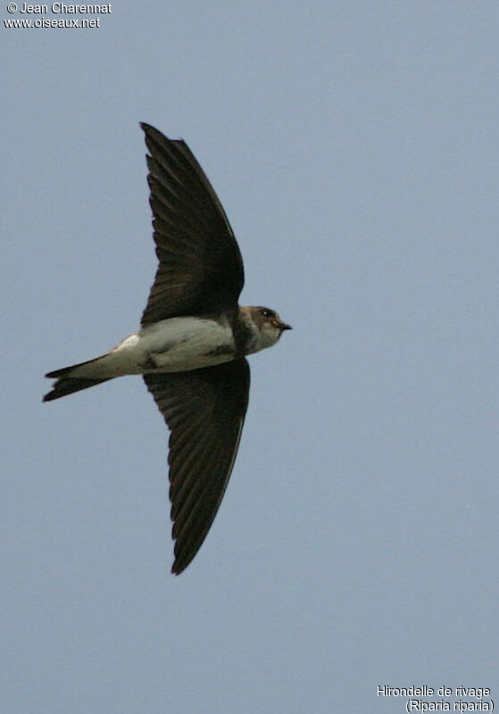 Sand Martin