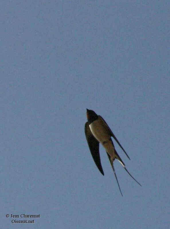 Barn Swallow