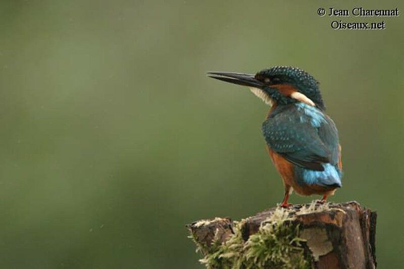 Common Kingfisher