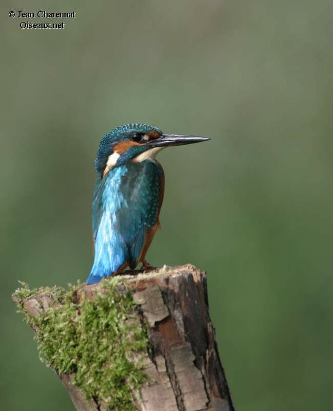 Common Kingfisher