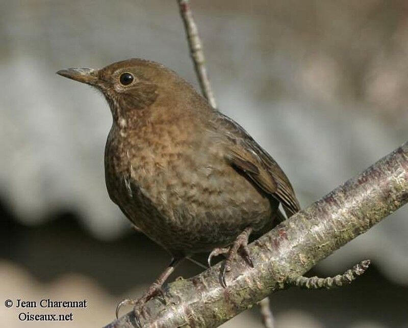 Common Blackbird