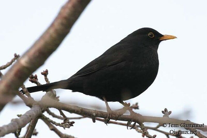 Common Blackbird