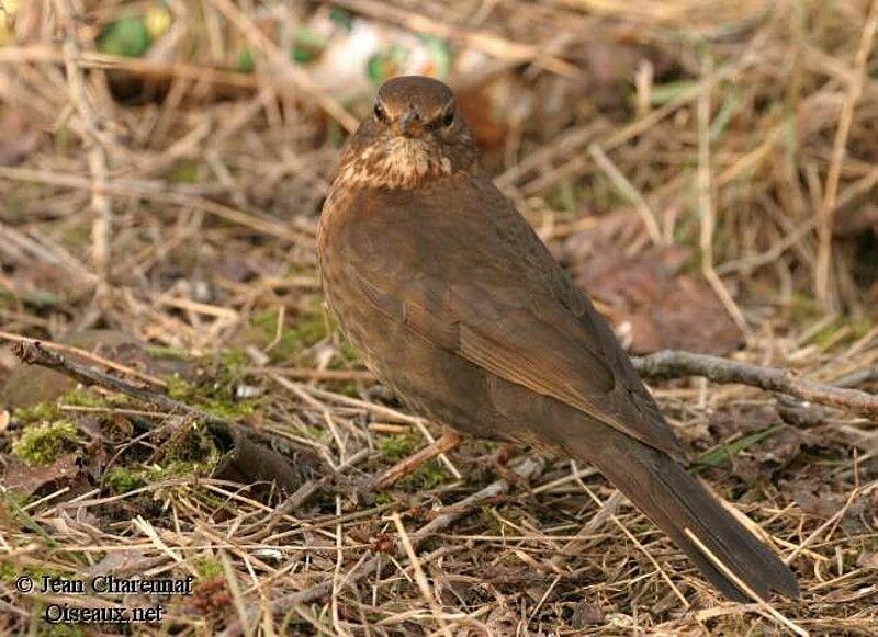 Common Blackbird