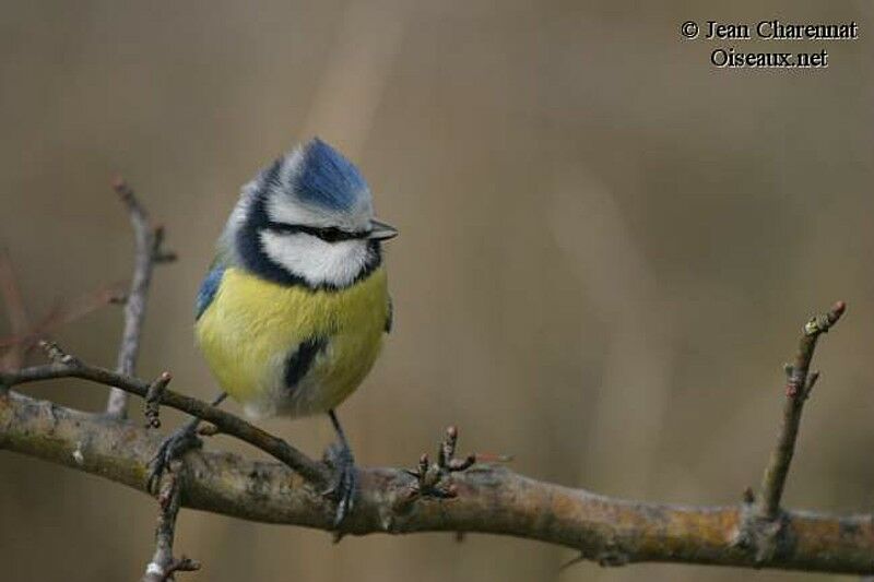 Mésange bleue