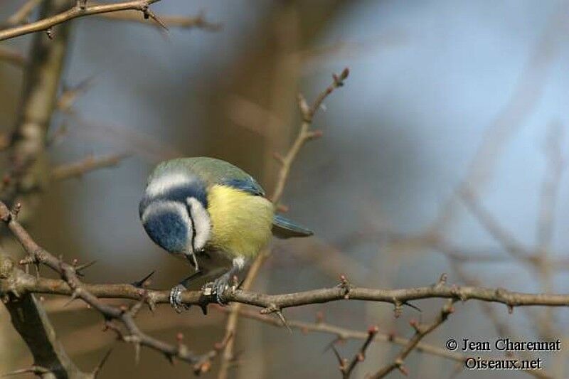 Eurasian Blue Tit