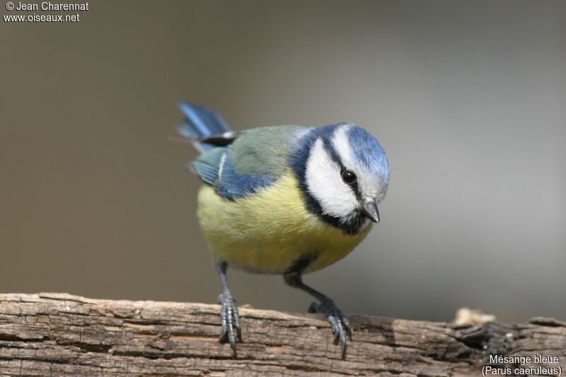 Mésange bleue