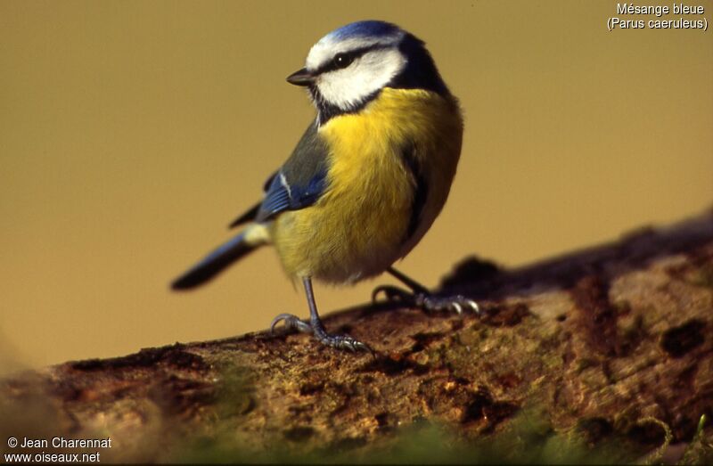 Mésange bleue