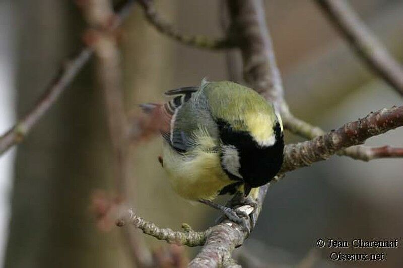 Great Tit