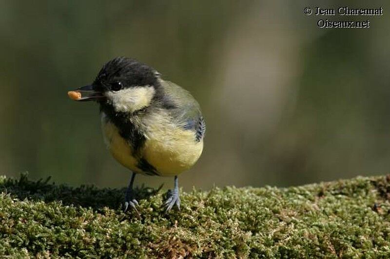 Great Tit