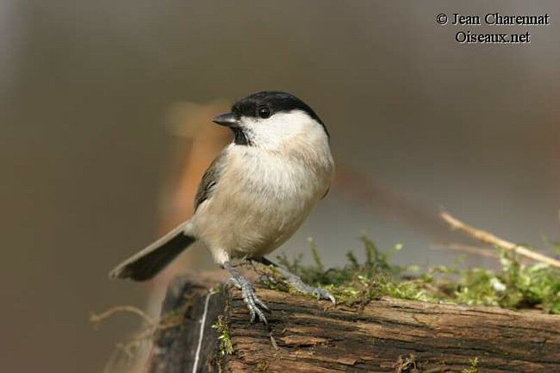 Mésange nonnette