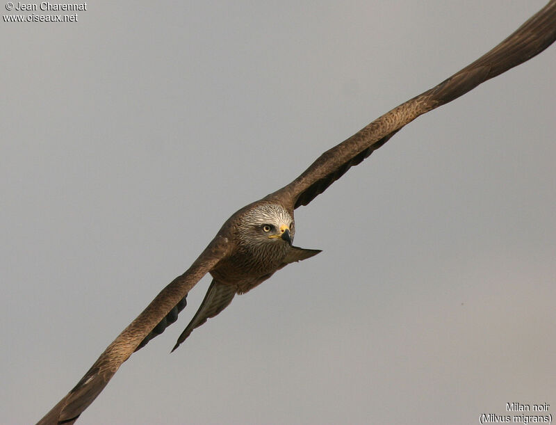 Black Kite