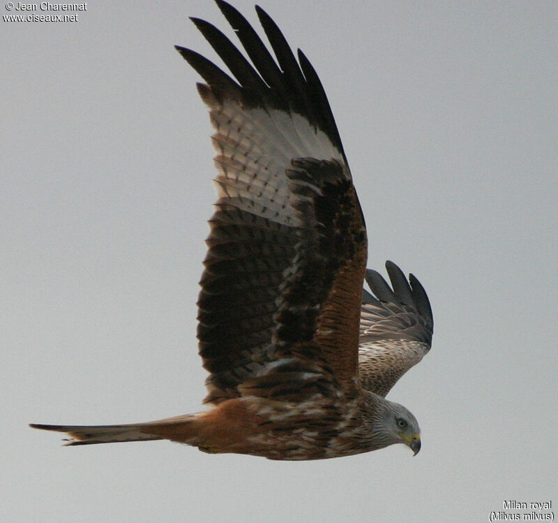 Red Kite