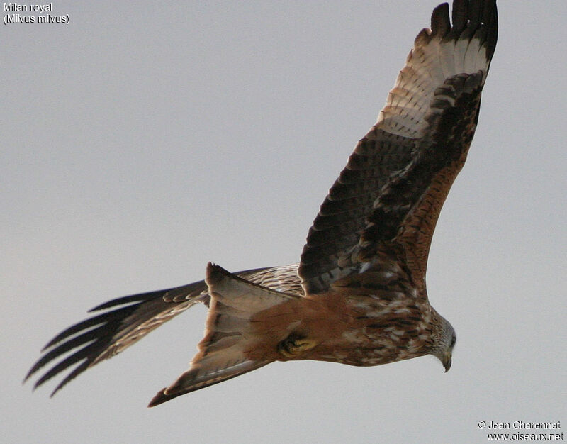 Red Kite