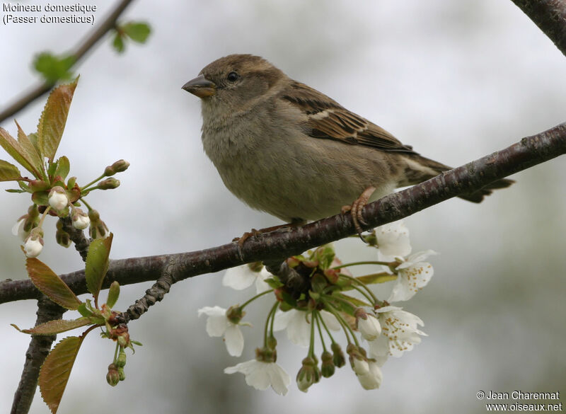 House Sparrow