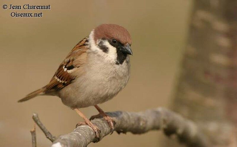 Eurasian Tree Sparrow