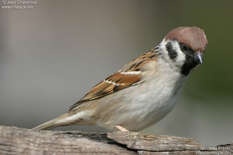 Moineau friquet