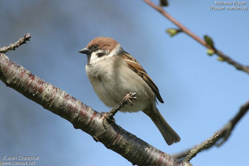 Moineau friquet