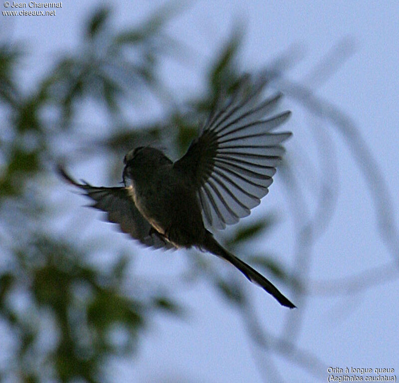 Long-tailed Tit