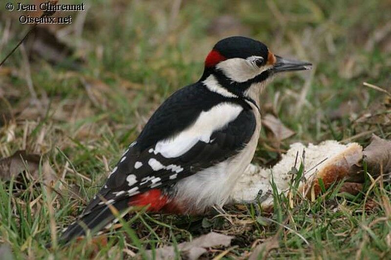 Great Spotted Woodpecker