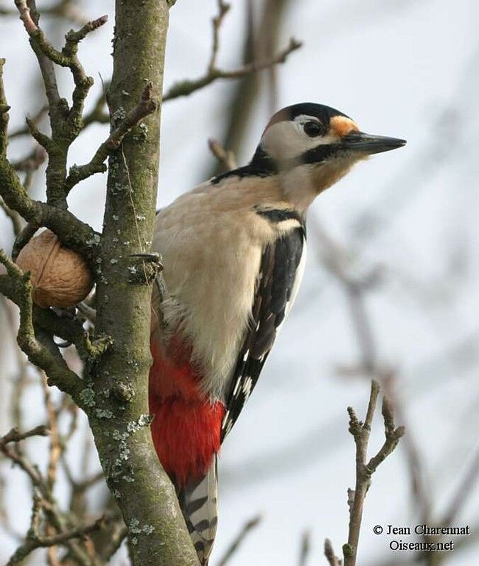 Great Spotted Woodpecker