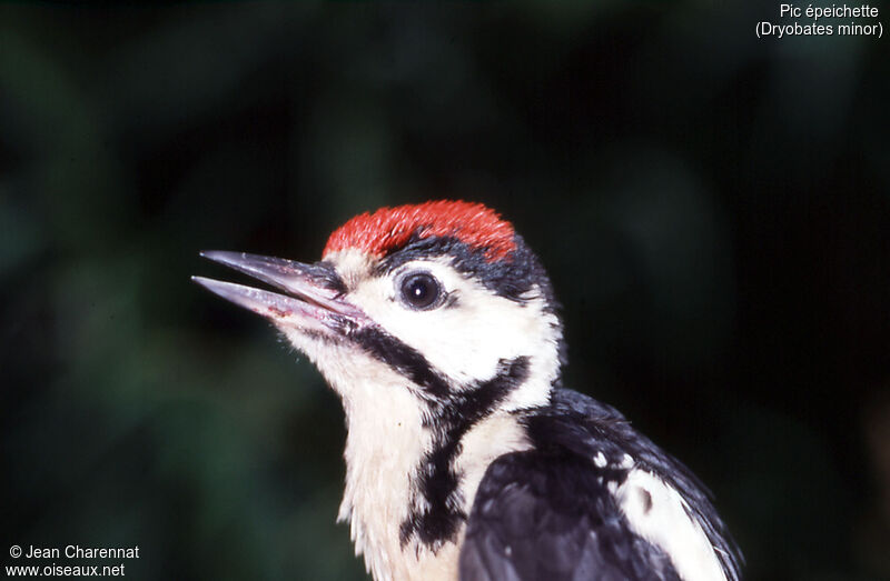 Lesser Spotted Woodpecker