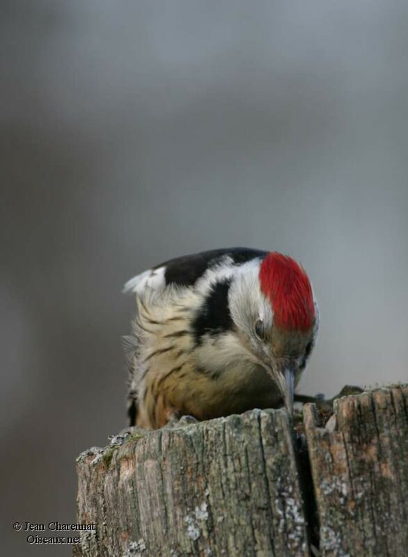 Middle Spotted Woodpecker