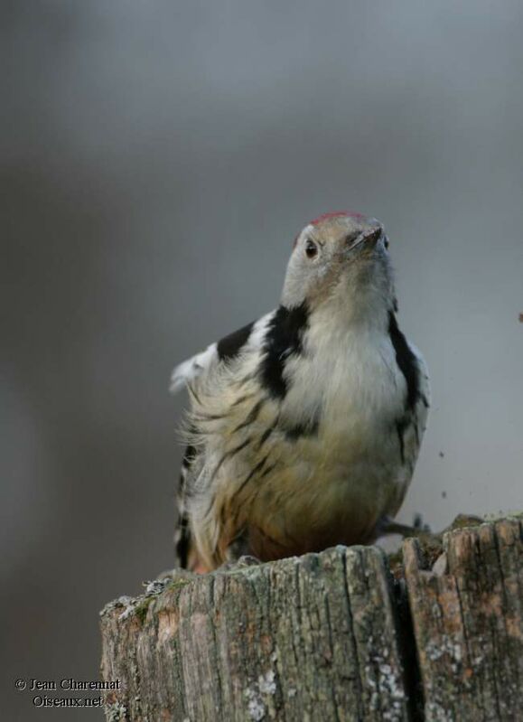 Middle Spotted Woodpecker