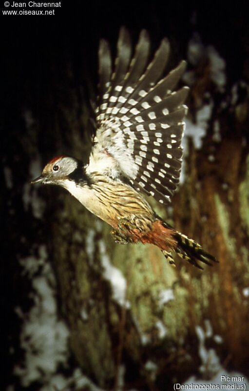 Middle Spotted Woodpecker