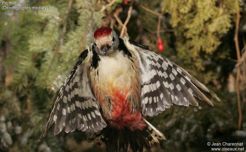 Middle Spotted Woodpecker