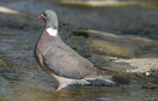 Common Wood Pigeon