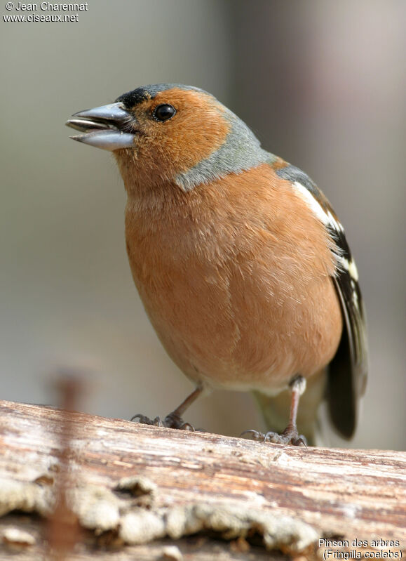 Eurasian Chaffinch