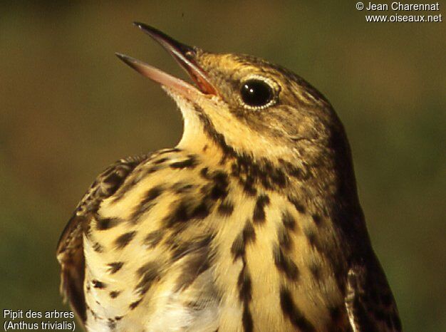 Tree Pipit