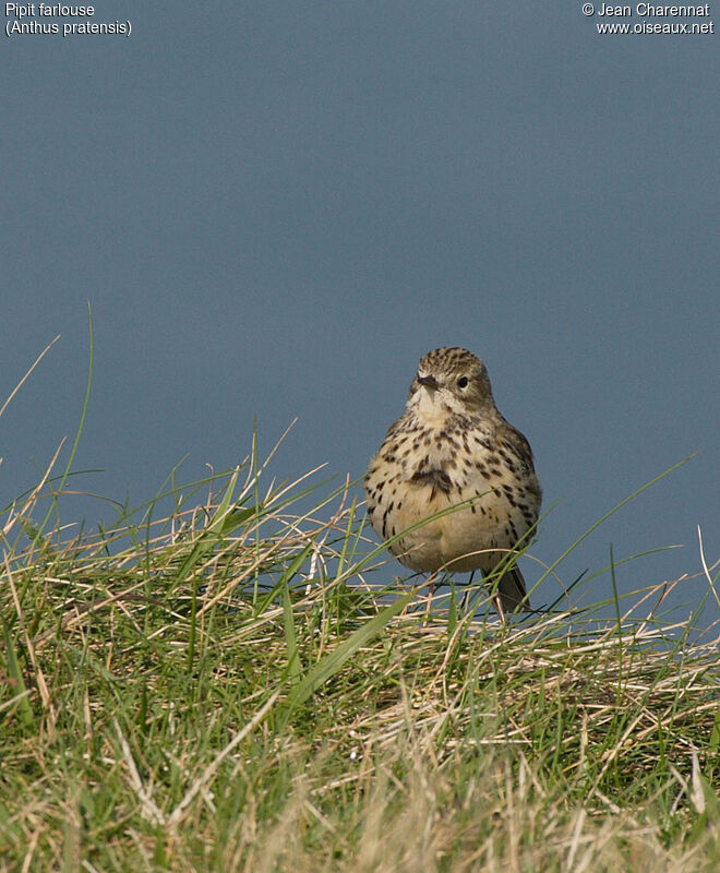 Pipit farlouse